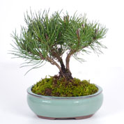 Bonsai Pinheiro mugho 3 anos